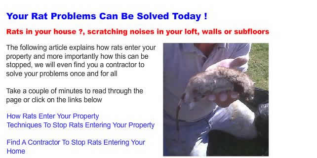 rat in house